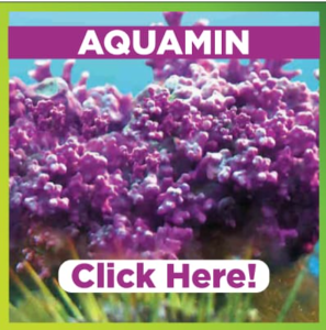 Aquamin - The Magic Stem Cells